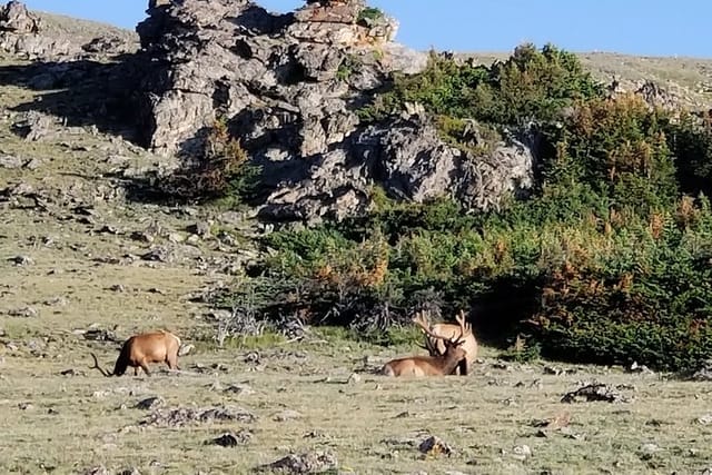 Bull elk in velvet above treeline